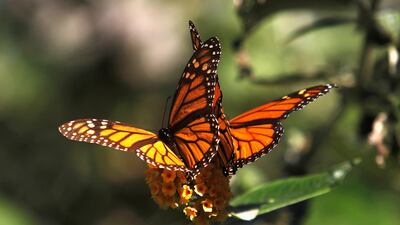 A pair of monarchs. Reuters