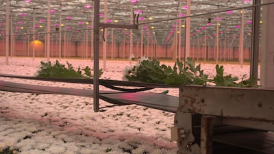 The Duijvesteijn brothers' Beyond Chrysant greenhouse in Hoek van Holland. Sunniva Rose / The National