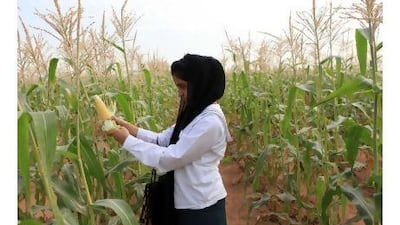 Amna al Shamsi, a pupil at Sheikh Zayed Private Academy, casts her eye on an ear of corn at Abu Dhabi Organic Farm.