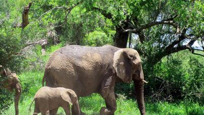 Calves are often removed from their families at a very young age so they can be conditioned to provide tours for travellers