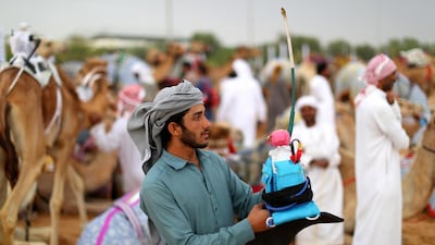 Racing camels and their handlers arrive early morning prior to the start of the Al Marmoom Heritage Festival.