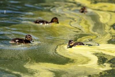 Ducklings swim through algae which has built up at the newly refurbished Lincoln Memorial Reflecting Pool. EPA