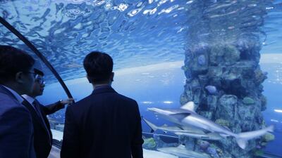 Shark Week at the Dubai Aquarium and Underwater Zoo promises many fishy tales for fans of the big predators. Jeffrey E Biteng / The National