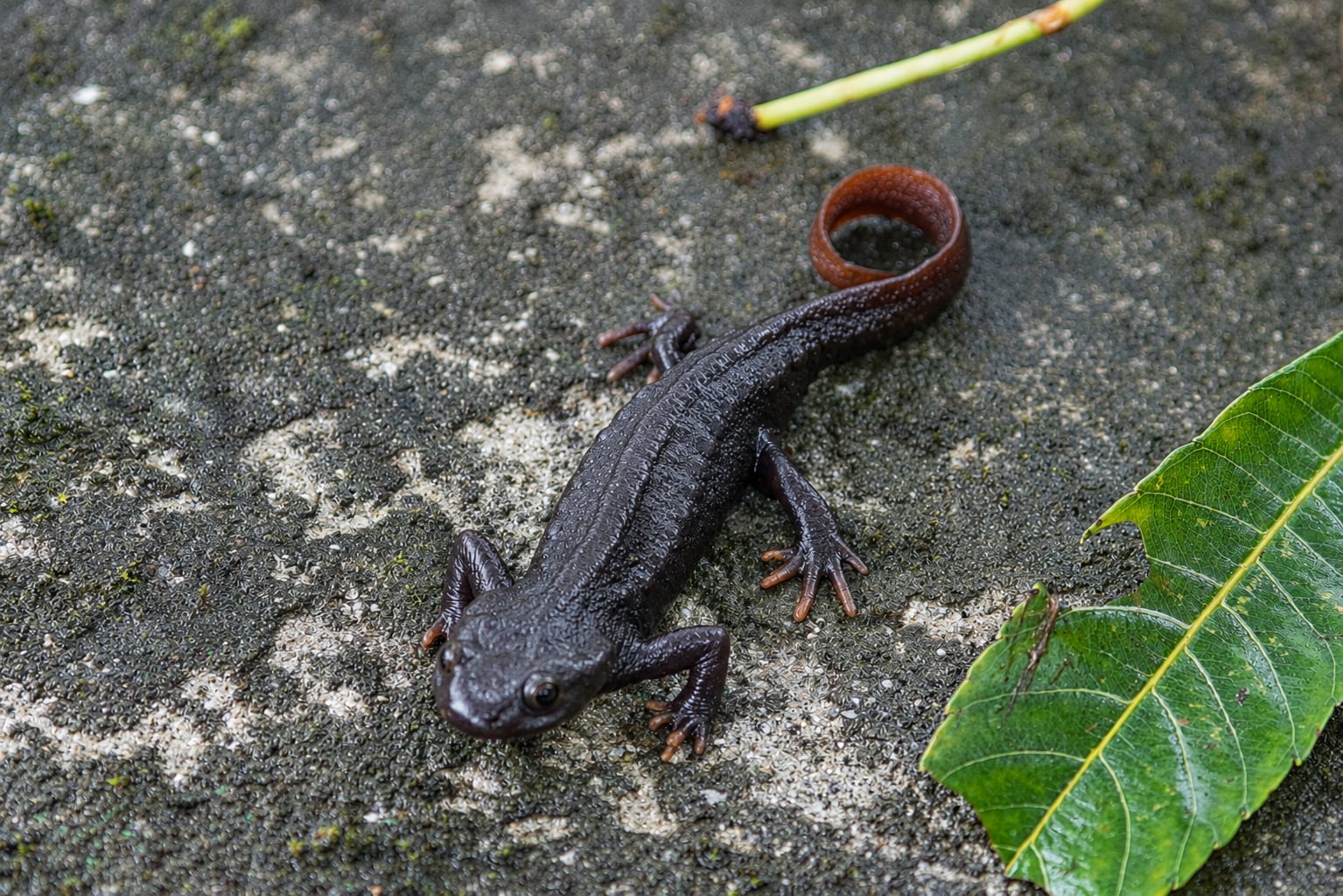 The Himilayan salamander are known locally as gora or as pani chepara, or crocodile newts, for the ridges along their dark bodies. Scientifically they are known as Tylototriton verrucosus. Photo: Rahul Shankar