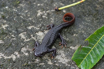 The Himilayan salamander are known locally as gora or as pani chepara, or crocodile newts, for the ridges along their dark bodies. Scientifically they are known as Tylototriton verrucosus. Photo: Rahul Shankar