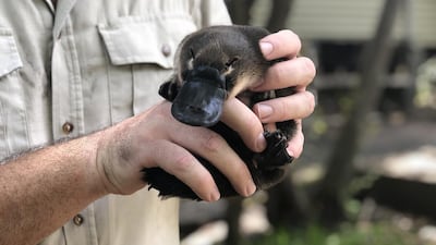 An undated handout photo made available by the Queensland Department of Environment and Science (DES) shows a small juvenile platypus nicknamed 'Jarrah' who was rescued by state rangers when it ran into trouble by becoming dehydrated and infected with ticks after venturing deep into the Gold Coast hinterland, at a wildlife center outside Brisbane, Queensland, Australia. EPA