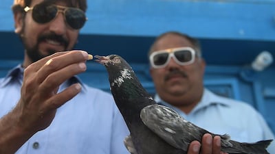 A Pakistani racing pigeon owner feeds his pigeon after a day of flying during the pigeon race national championship in Islamabad. Millions of fans across the country are enthralled by low and high altitude flying competitions, and races in which opponents attempt to distract each others' birds. Aamir Qureshi/AFP
