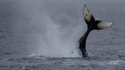 A whale swims near Orne Harbour, Antarctica. REUTERS