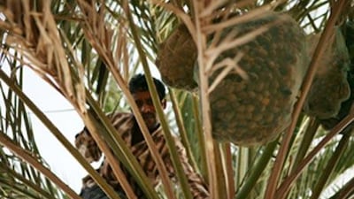 A man harvests dates on Delma Island, located in Al Gharbia, off the coast of Abu Dhabi.
