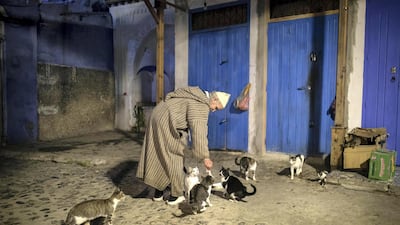 A shop owners feeds street cats, a hallmark of the town, in an alleyway deserted of tourists in Chefchaouen, northern Morocco. AP Photo