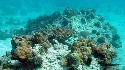 Coral growth along the UAE’s Arabian Gulf coast. Photo: John Burt