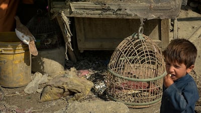 An Afghan child roams around bird cages kept in a Kabul shop. Photo: AFP