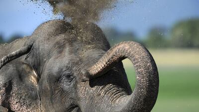August 12, 2011: A Sri Lankan elephant blows dirt over its head at a wildlife sanctuary in Minneriya. Sri Lanka's elephant population has dwindled to some 4,000 from a high of 12,000 recorded in 1900s, according to the Department of Wildlife Conservation.???