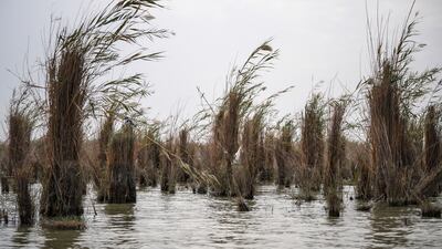 Their home is in Chebayish Al Ahwar, Al Nasriyah