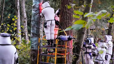 Scientists wanted to destroy the murder hornets, a non-native species, to protect local honeybees. AP Photo