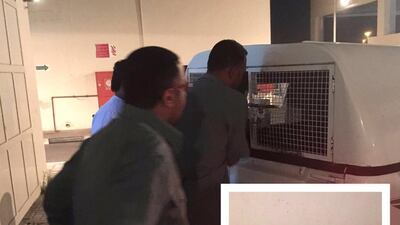 A lion was reported on the loose in Dubai’s Al Barsha neighbourhood on Thursday. (Courtesy of Dubai Municipality)