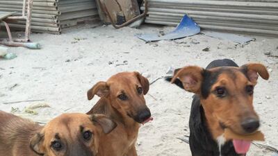 Animal rescue workers are appealing for funds to treat and neuter a pack of stray dogs on Reem Island. The animals are being fed and watered daily by a group of volunteers. Courtesy Lee-Anne Reid