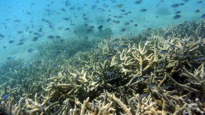 Fish swim along the edges of a coral reef off Great Keppel Island in Australia. The government agency that manages Australia's Great Barrier Reef on Friday, Aug. 30, 2019, downgraded its outlook for the corals' condition from "poor" to "very poor" due to warming oceans. AP
