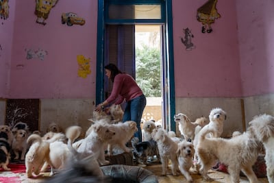 Shelters are struggling to keep pace with large numbers of people abandoning their dogs in Egypt. Mahmoud Nasr / The National