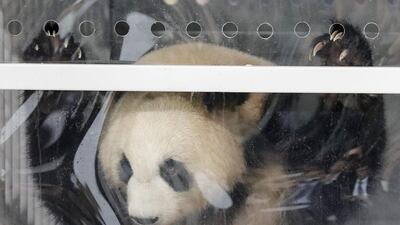 Giant panda Meng Meng looks out of its container during a presentation after its arrival from China at the Schoenefeld airport near Berlin on June 24, 2017, with another giant panda, Jiao Qing. Markus Schreiber / AP Photo