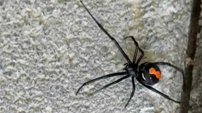 The resident's photo of a black widow. Photo: Muhammad Usman