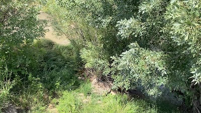 The site at the stream where Narin Guran's lifeless body was dumped. It was recovered after a 19-day search by Turkish security forces. Lizzie Porter / The National