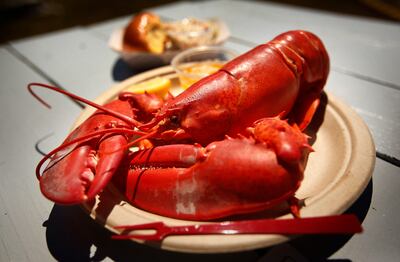Alarm bells are beginning to sound for the Maine lobster industry, which brings in $725 million a year. AP