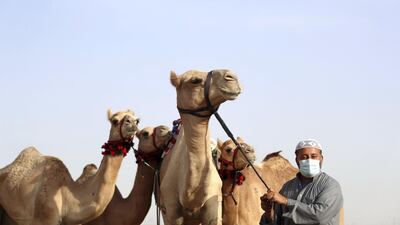 Camel handler, Rahim Daad, from Pakistan, who is preparing the camels for racing at Al Marmoom camel race track, Dubai. All photos by Chris Whiteoak / The National