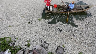 Fishermen, firefighters, and Agriculture, Cattle, Rural Development, Fish and Food Secretary personnel collaborate in the cleaning of dead fish in the Cajititlan lake, Tlajomulco town, Mexican state of Jalisco. Ulises Ruiz Basurto / EPA