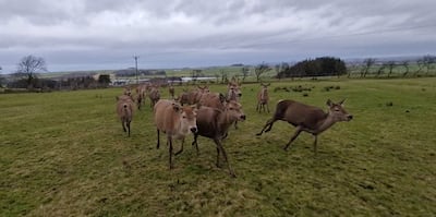 Deer at Whitehill Farm in Scotland. Victoria Pertusa / The National