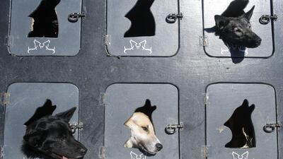 Dogs wait in a lorry before the restart of the Iditarod Trail Sled Dog Race in Willow, Alaska. Nathaniel Wilder / Reuters