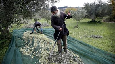 Greek Orthodox Priest Dimitris Vlasopoulos collects olives from a canvas tarp in Kalo Pedi village, west of Athens. Petros Giannakouris / AP Photo