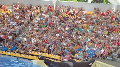 Blackfish exposes some uncomfortable truths about keeping large intelligent sea mammals for our entertainment. Courtesy ADFF