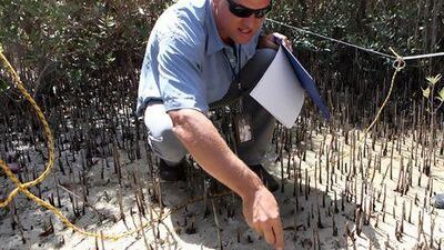 Edwin Grandcourt, manager of marine assessment and conservation at the Environment Agency - Abu Dhabi, gathering samples for the 'Blue Carbon' project which studies how mangroves, seagrass beds and salt marshes isolate carbon from the atmosphere into the sediments. Fatima Al Marzooqi / The National