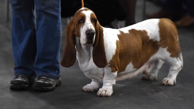 A Basset Hound. Timothy A Clary / AFP Photo