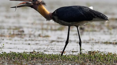 A greater adjutant stork gulps a snake in a wetland in Pobitora wildlife sanctuary on the outskirts in Gauhati, India. AP Photo
