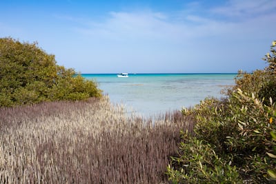 Saudi Arabia's has reopened to vaccinated tourists from some international destinations. Photo: The Red Sea Development Company