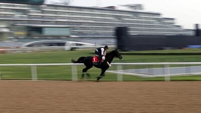 Vazirabad during preparations for the Dubai World Cup. EPA/ALI HAIDER