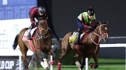 Stablemates American Stage, left, and Forever Young gallop around the Meydan Racecourse in preparation for Saturday's Dubai World Cup 2026. EPA