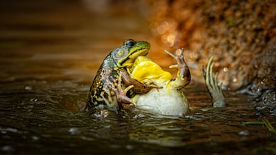 Baptism of the unwilling convert by Grayson Bell. Photo: Grayson Bell / Nikon Comedy Wildlife Awards