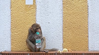 A monkey tries to open a water bottle at a temple in New Delhi.