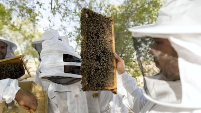 Workers at the apiary check on the bees in the hives. Chris Whiteoak / The National