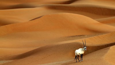 An Arabian oryx at the Arabian Oryx Sanctuary in Umm Al Zamool. Karim Sahib / AFP
