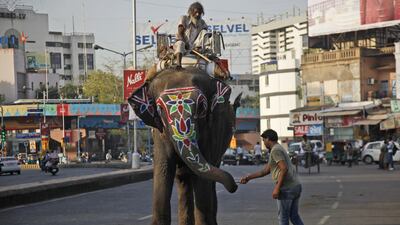 A man gives a twig of babul to an elephant in Ahmadabad. Ajit Solanki / AP Photo