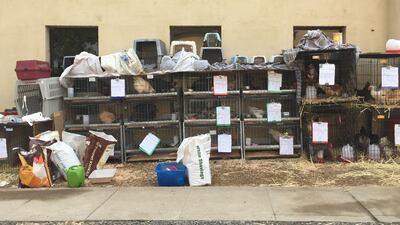 Animals rescued from the fire are safe in the Oroville shelter. AFP