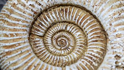 A fossil ammonite, 66 million years old