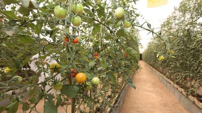 Hydroponic tomatoes look good but consumers are moving back to old-style flavourful varieties. Photo: AP / Altaf Qadri