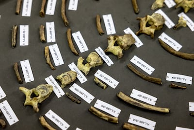 Lucy is on display at Natural History Museum Abu Dhabi until March 23. Getty