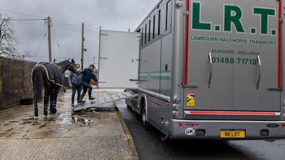 The animals are loaded on to horseboxes on a trailer.