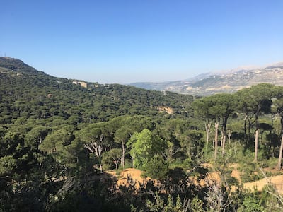 The WWF called for greater efforts to create nature-based solutions, such as protecting forests and trees. LMTA